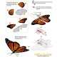 Puzzle 3D en métal - Papillon Monarque